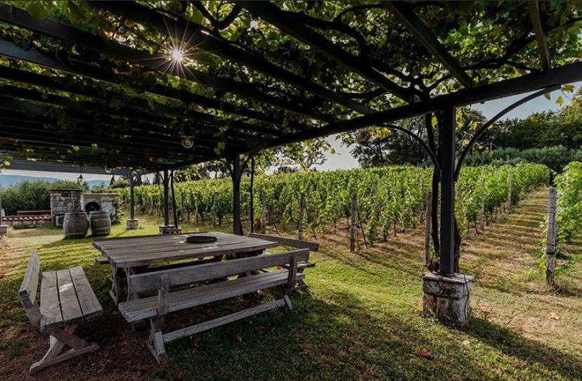 Traditional Montenegrin Wine and Culinary Experience